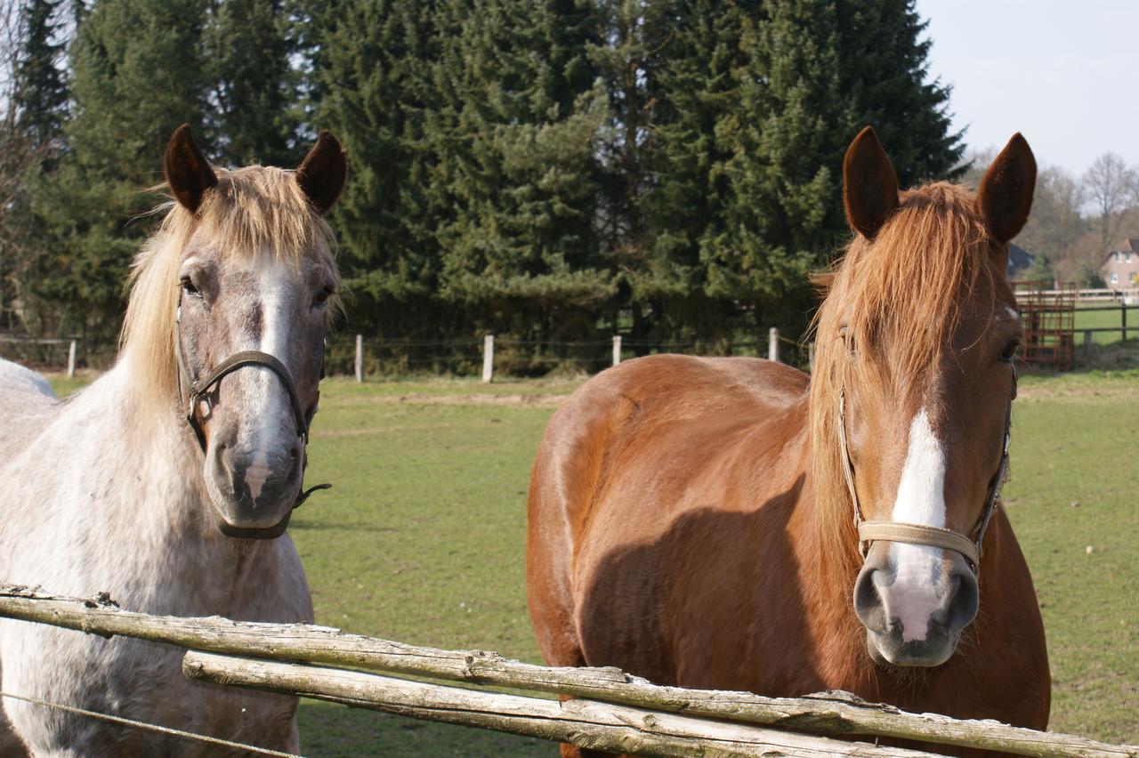 Landgasthaus Zum Naturschutzpark Bispingen Buitenkant foto