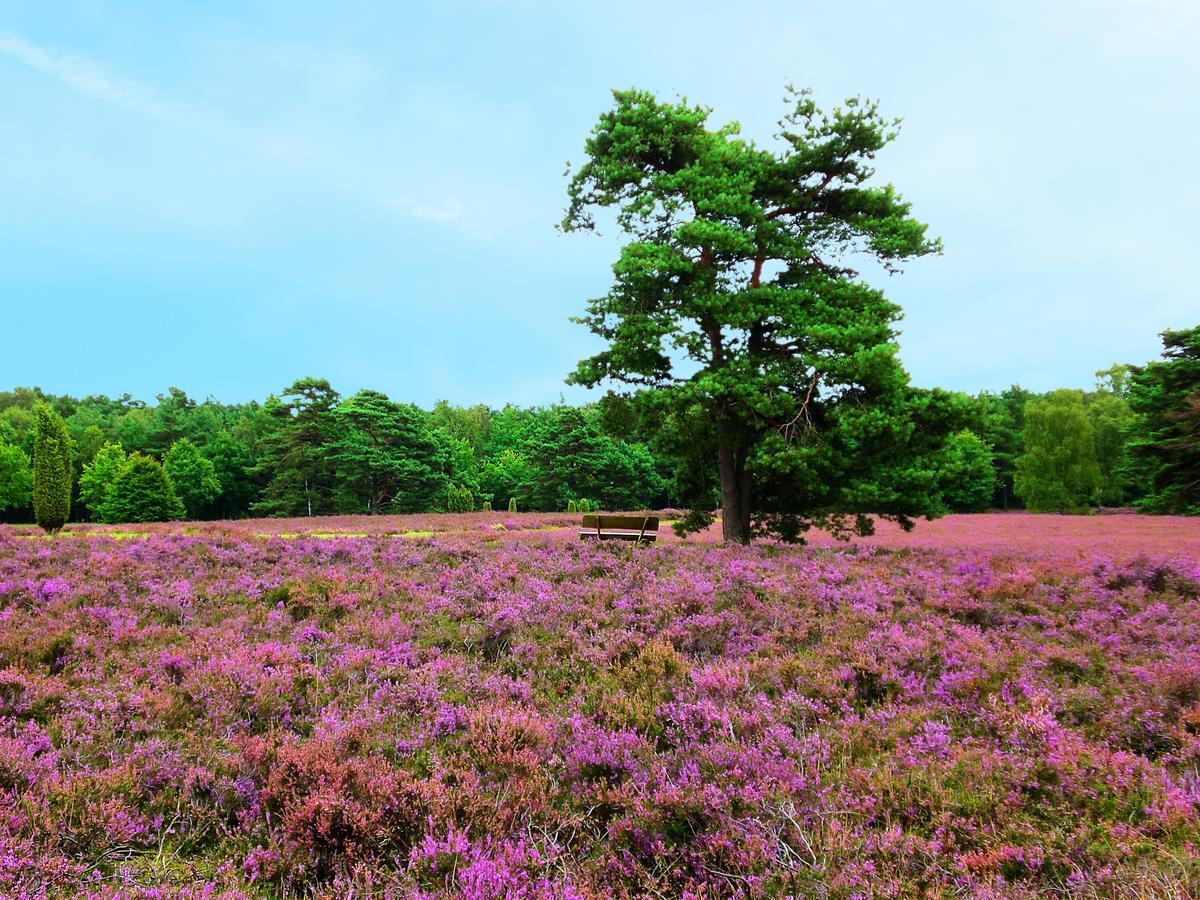 Landgasthaus Zum Naturschutzpark Bispingen Buitenkant foto