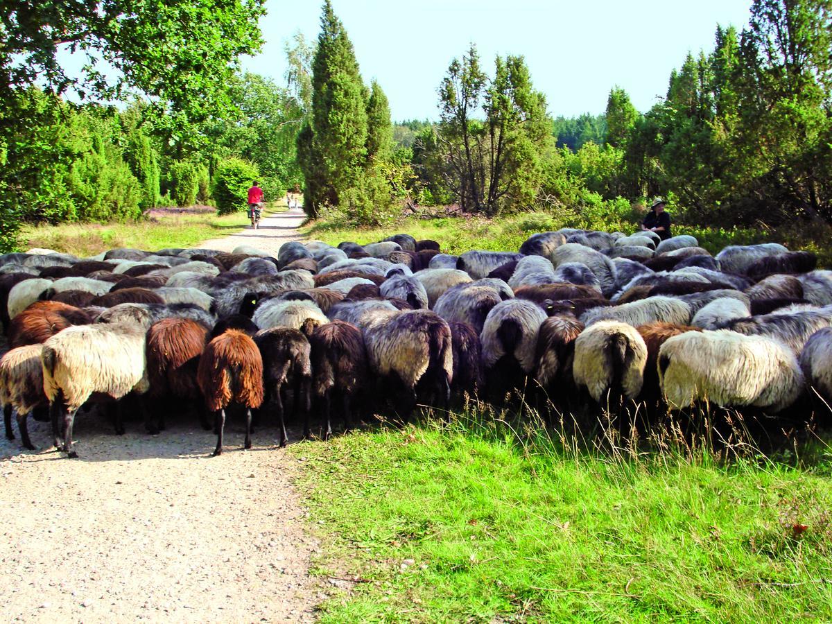 Landgasthaus Zum Naturschutzpark Bispingen Buitenkant foto